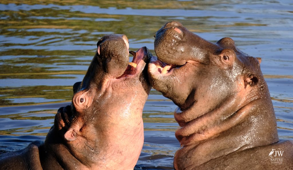 Hippo