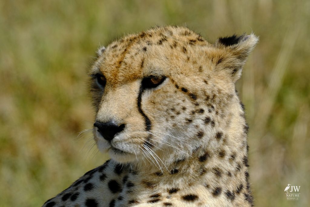 Cheetah