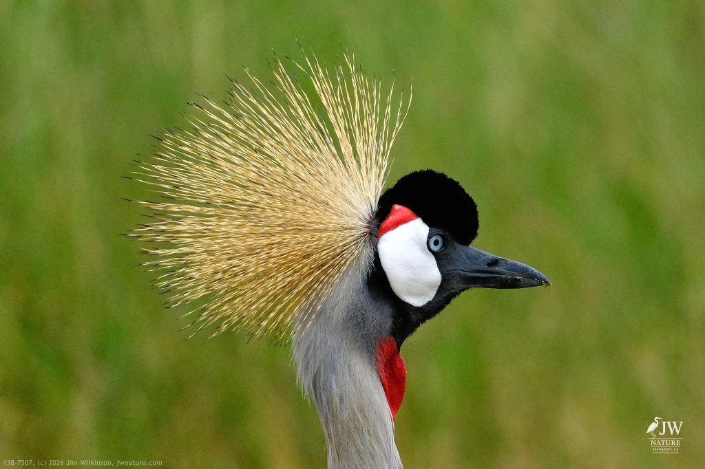 Gray Crowned-Crane