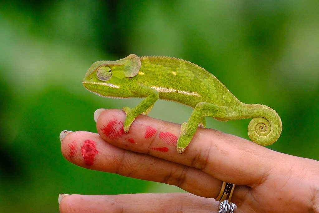 juvenile Flap‑necked Chameleon