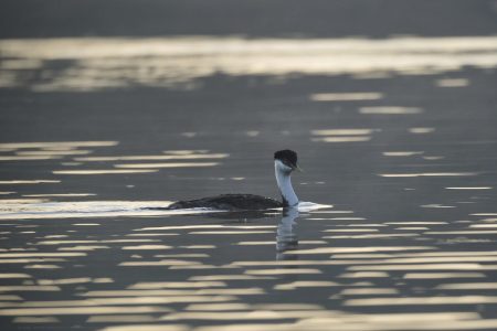 Grebe JW-112-Hodges-DSCF1078_ISO2500_600-mm_f8_1-640-s_25-09-23