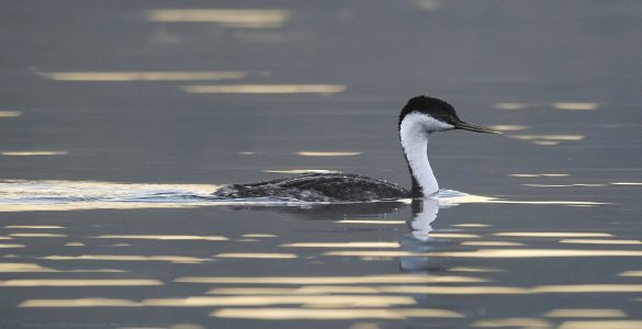 Grebe JW-112-Hodges-DSCF1081_ISO2500_600-mm_f8_1-640-s_25-09-23