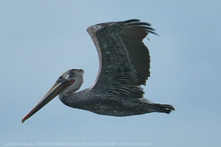 California Brown Pelican