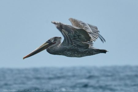 California Brown Pelican