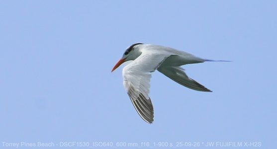 Forster's Tern