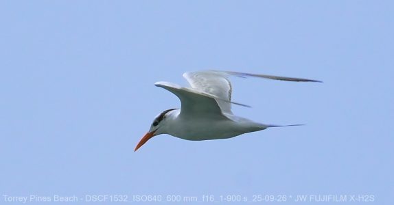 Forster's Tern