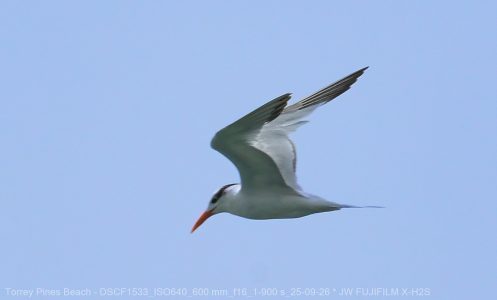 Forster's Tern