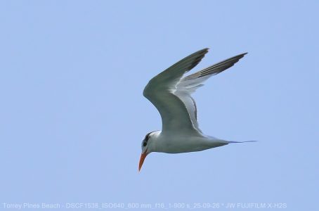Forster's Tern
