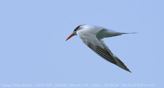 Forster's Tern
