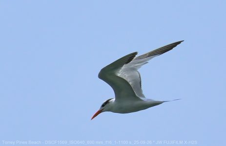 California Brown Pelican