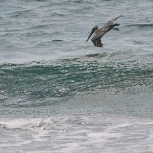 California Brown Pelican