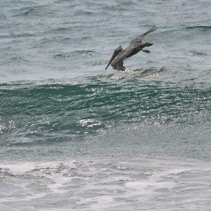 California Brown Pelican