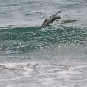 California Brown Pelican
