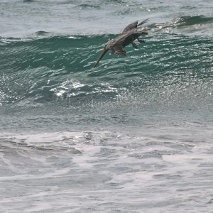 California Brown Pelican