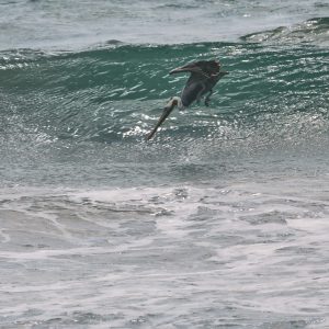 California Brown Pelican