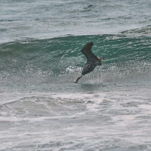 California Brown Pelican