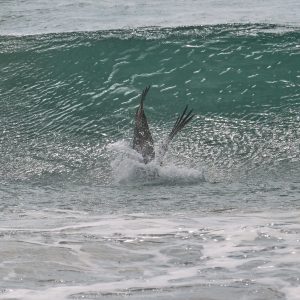 California Brown Pelican