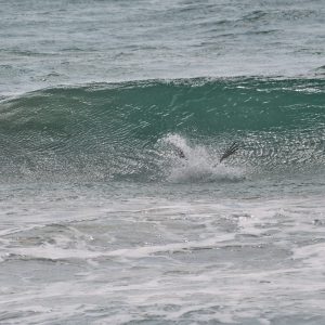 California Brown Pelican