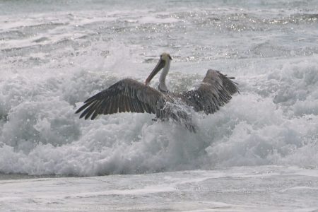 California Brown Pelican