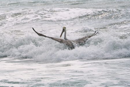 California Brown Pelican