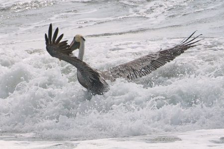 California Brown Pelican