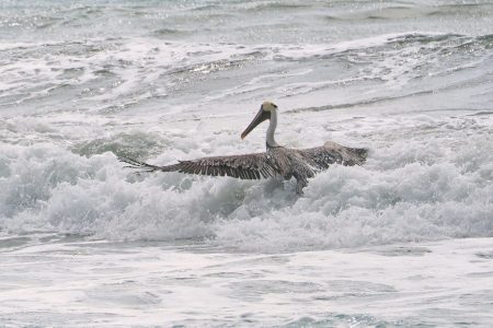 California Brown Pelican California Brown Pelican