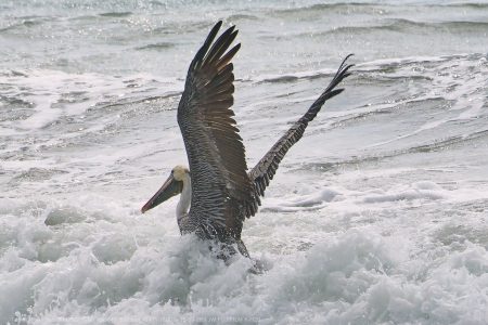 California Brown Pelican California Brown Pelican