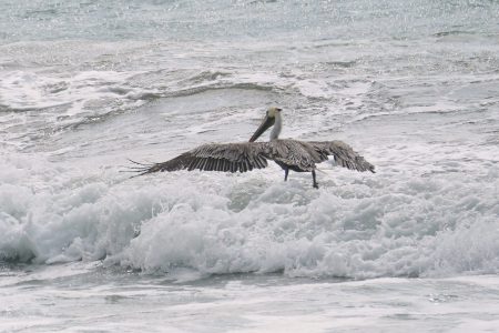 California Brown Pelican California Brown Pelican