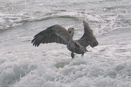 California Brown Pelican California Brown Pelican