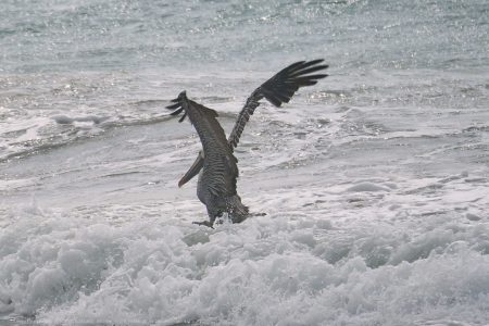 California Brown Pelican California Brown Pelican