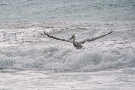 California Brown Pelican California Brown Pelican