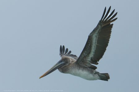 California Brown Pelican California Brown Pelican