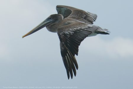 California Brown Pelican California Brown Pelican