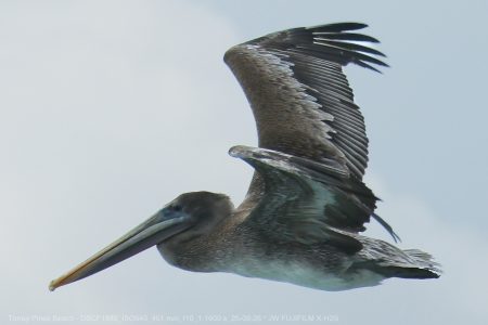 California Brown Pelican California Brown Pelican