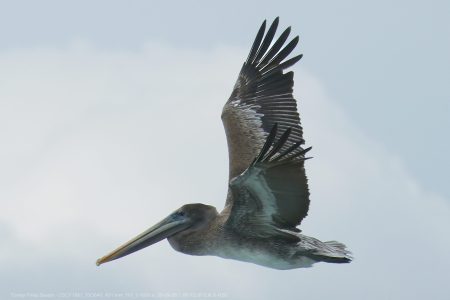 California Brown Pelican California Brown Pelican