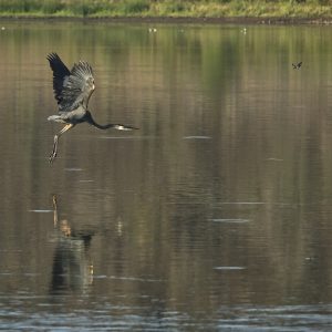 Great Blue Heron JW-112-Hodges-DSCF2148_ISO800_161-mm_f5.6_1-2000-s_25-09-23