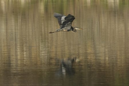 Great Blue Heron JW-112-Hodges-DSCF2178_ISO800_161-mm_f5.6_1-2000-s_25-09-23