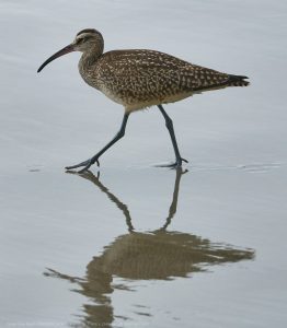 Long Billed Curlew