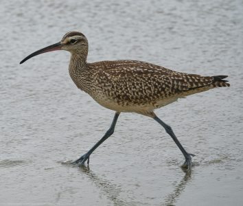 Long Billed Curlew