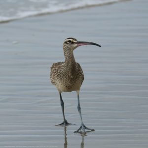 Long Billed Curlew