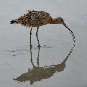 Long Billed Curlew