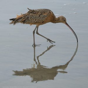 Long Billed Curlew