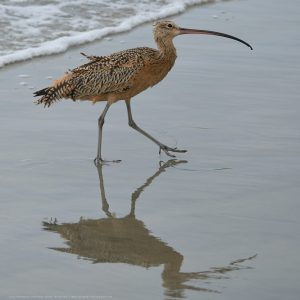 Long Billed Curlew