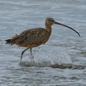 Long Billed Curlew