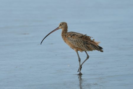 Long Billed Curlew