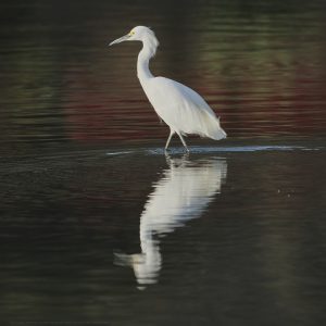 Great Egret JW-112-Hodges-DSCF2652_ISO2500_600-mm_f8_1-2000-s_25-09-23