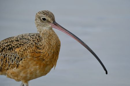 Long Billed Curlew