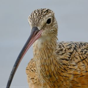 Long Billed Curlew