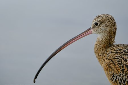 Long Billed Curlew