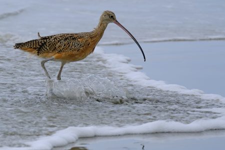Long Billed Curlew